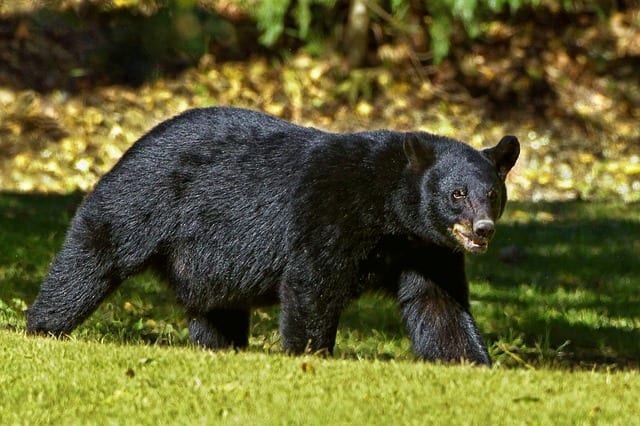 State expert: Bears becoming ‘public safety issue’ | Rep-Am - CT Senate Republic